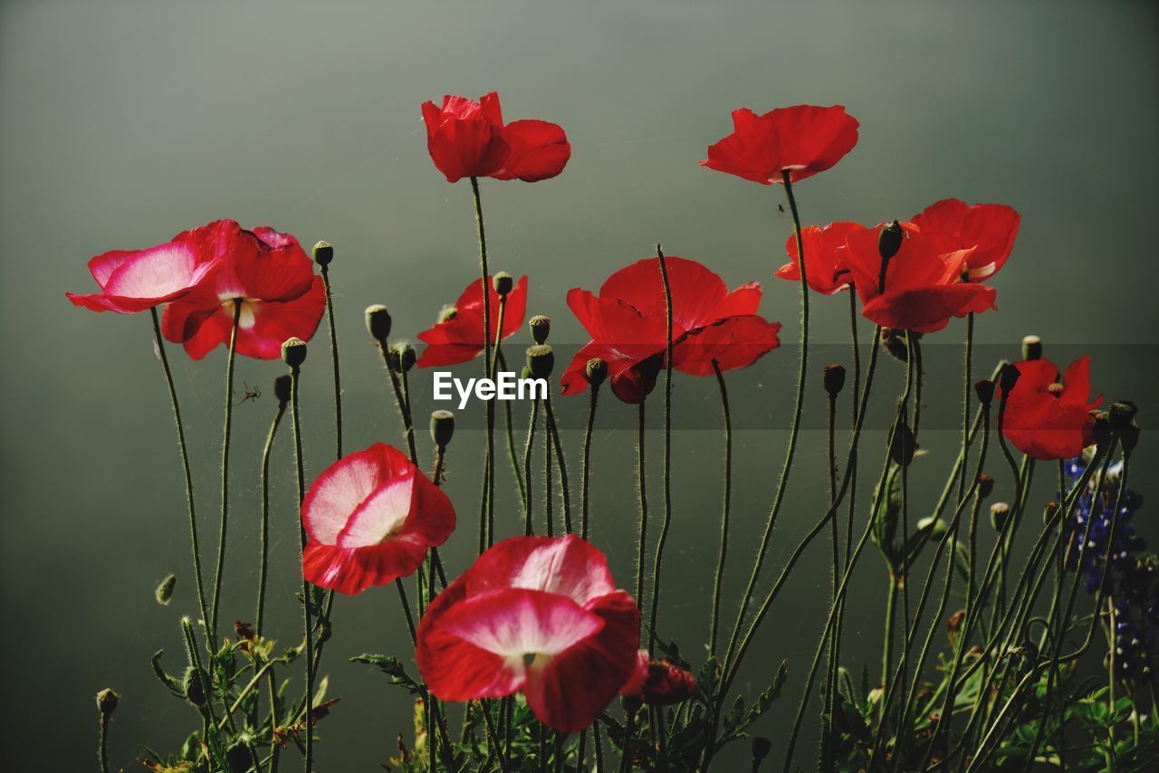 Close-up of red poppy flowers