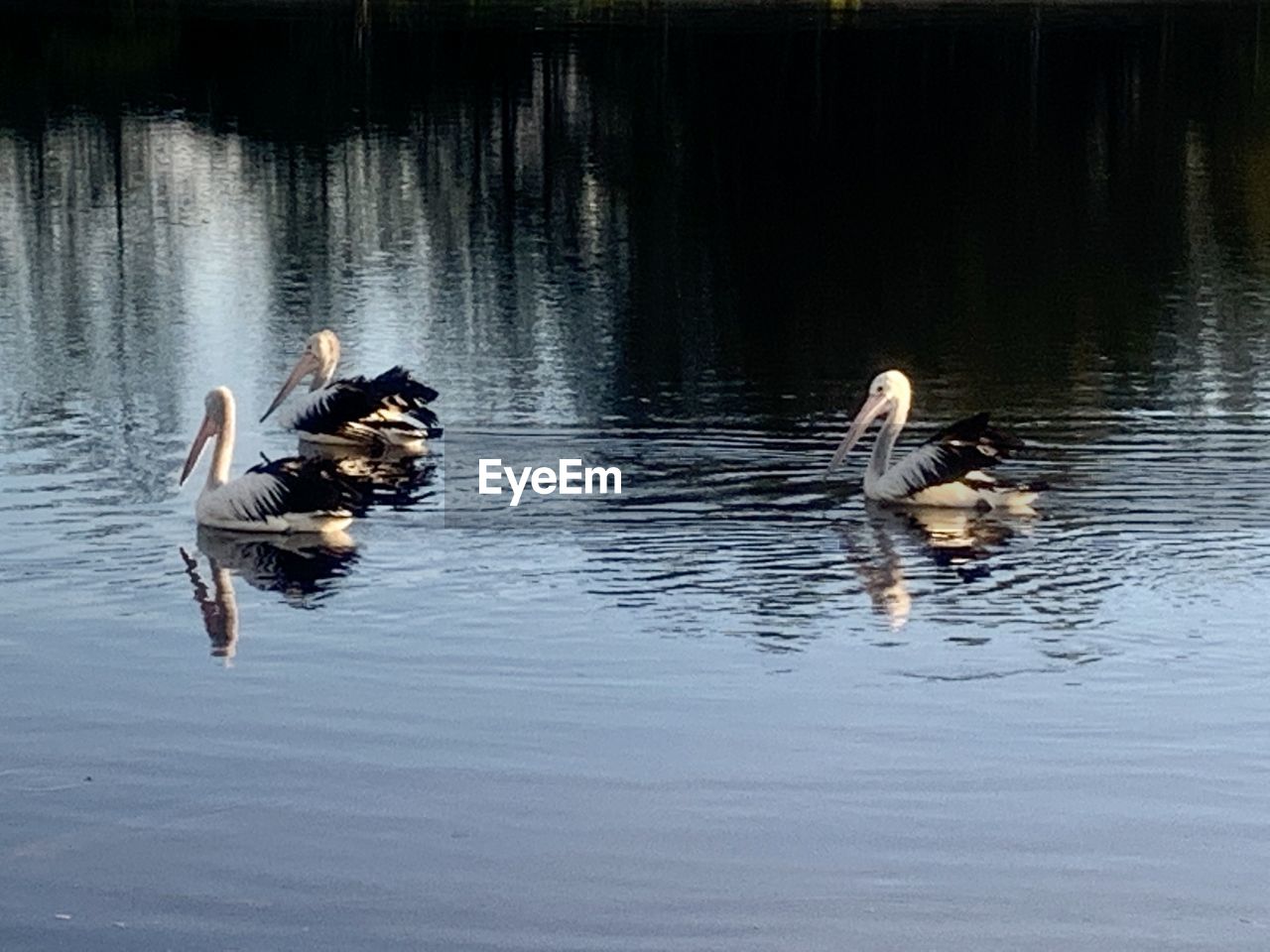 DUCKS FLOATING ON WATER