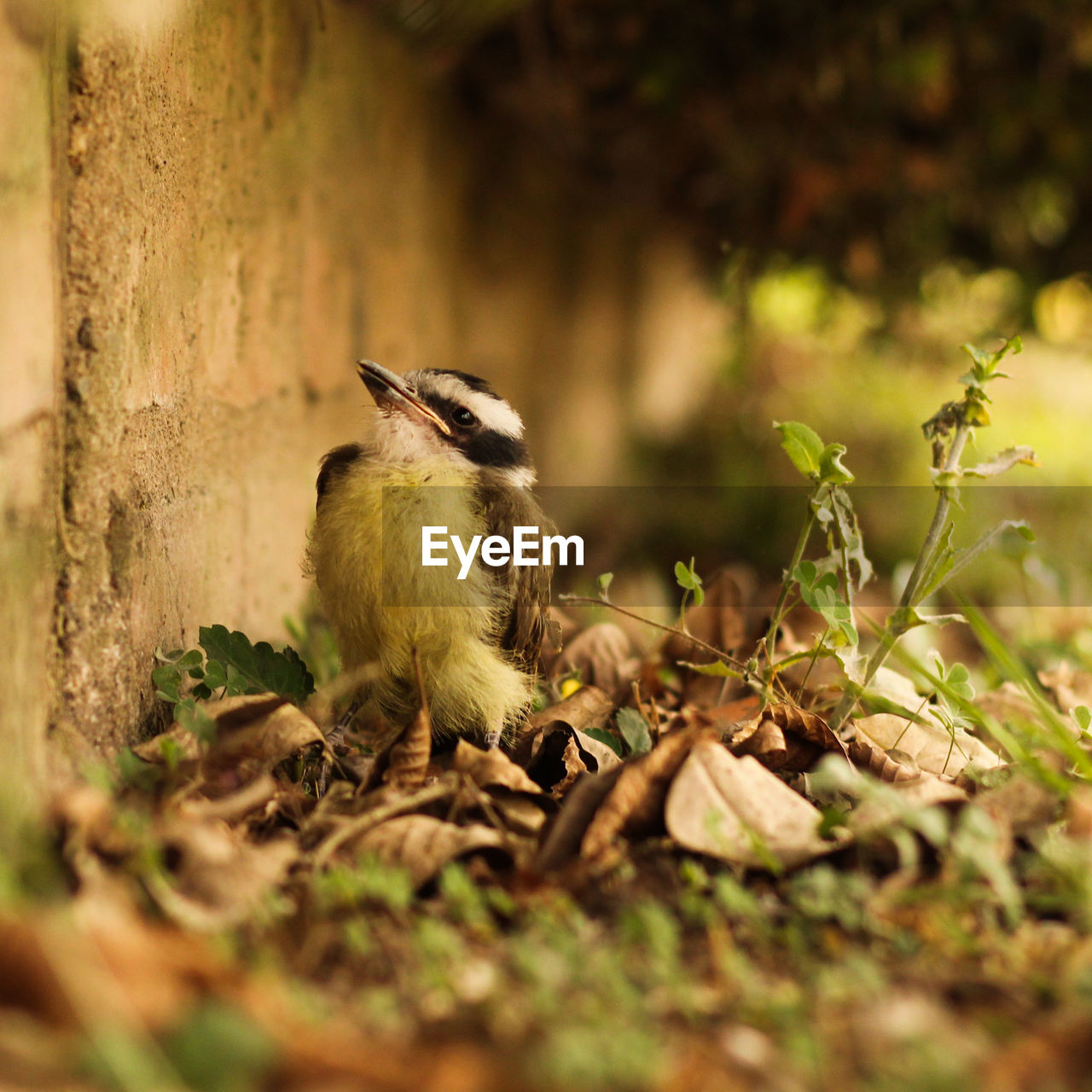 CLOSE-UP OF BIRDS PERCHING ON LAND