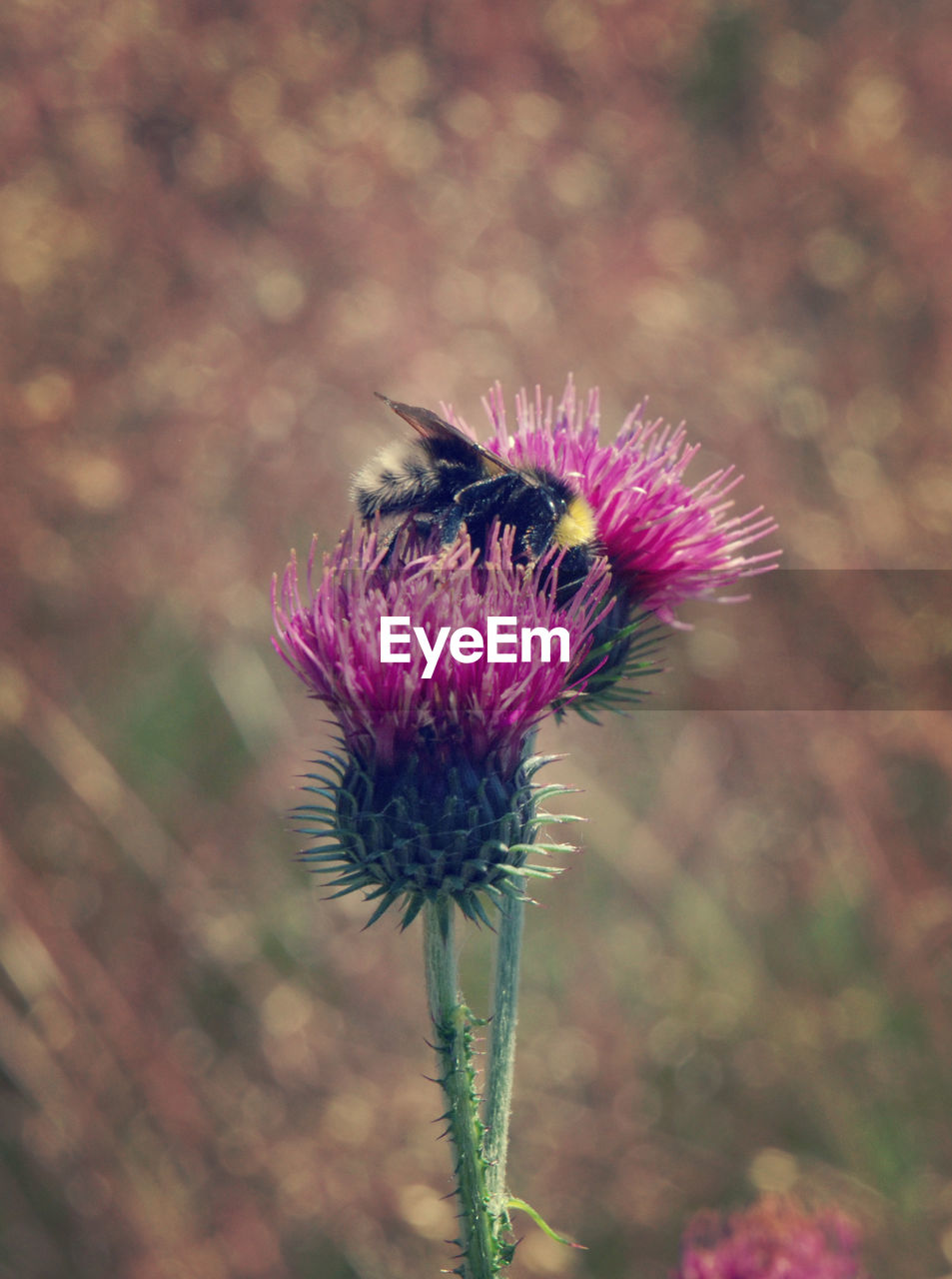 Bumblebees pollinating on thistle