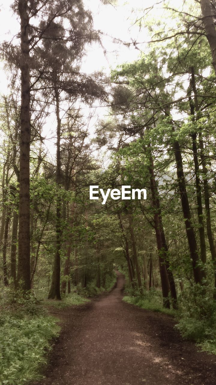 VIEW OF TREES IN FOREST