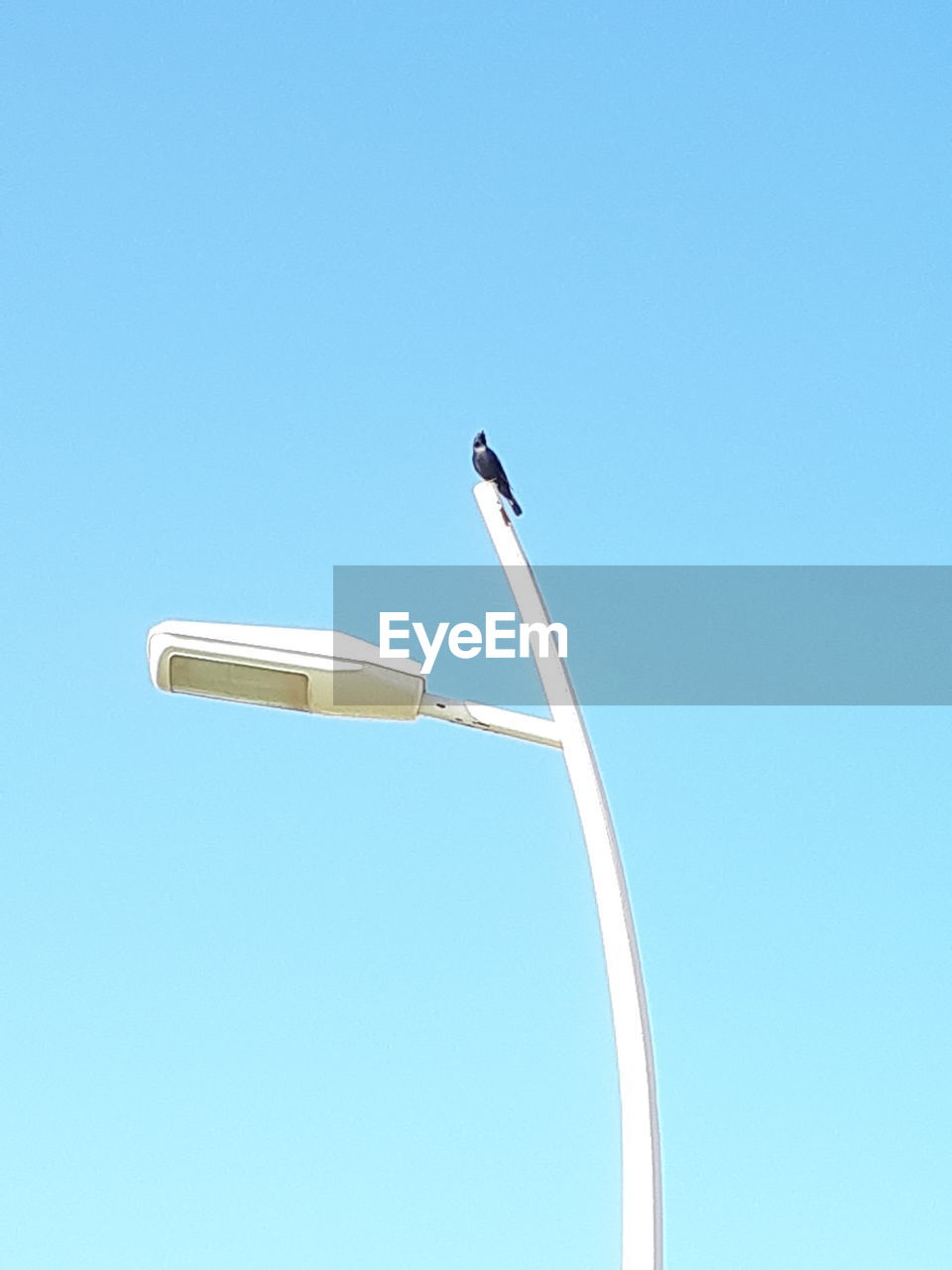 LOW ANGLE VIEW OF BIRD PERCHING ON CLEAR SKY