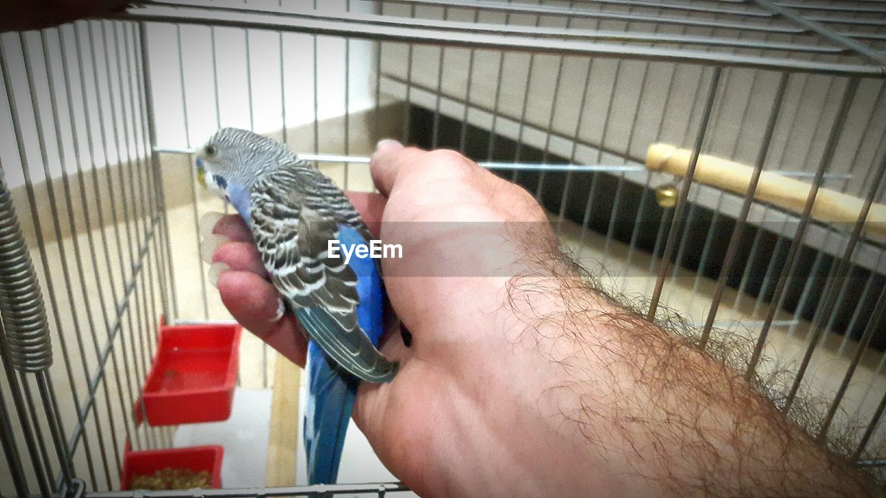 CLOSE-UP OF HAND HOLDING PARROT