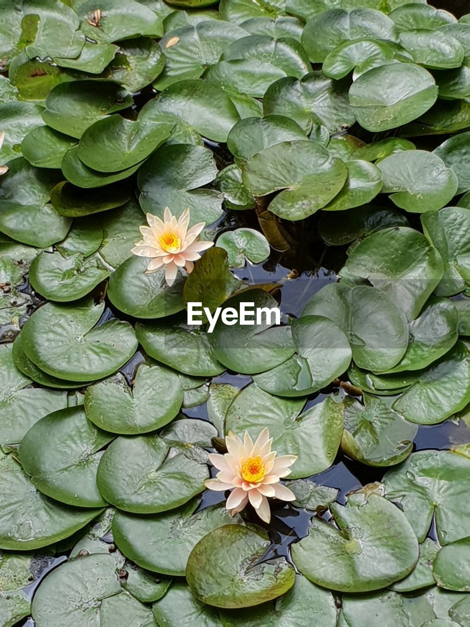 plant, flower, freshness, flowering plant, beauty in nature, green, growth, nature, leaf, plant part, full frame, no people, high angle view, flower head, fragility, petal, close-up, inflorescence, garden, backgrounds, directly above, day, outdoors, yellow, botany, water lily, food and drink