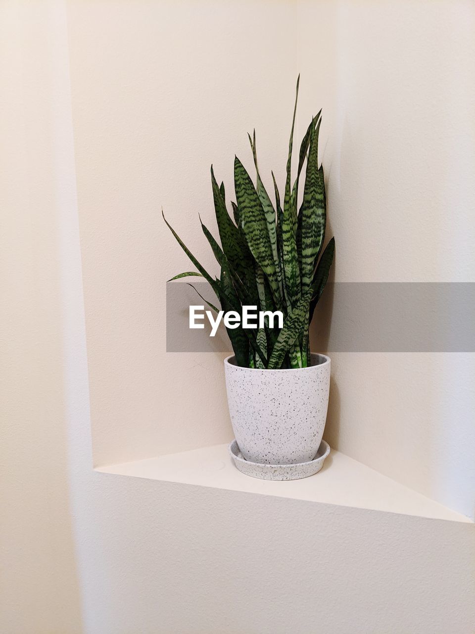 CLOSE-UP OF CACTUS PLANT IN POT