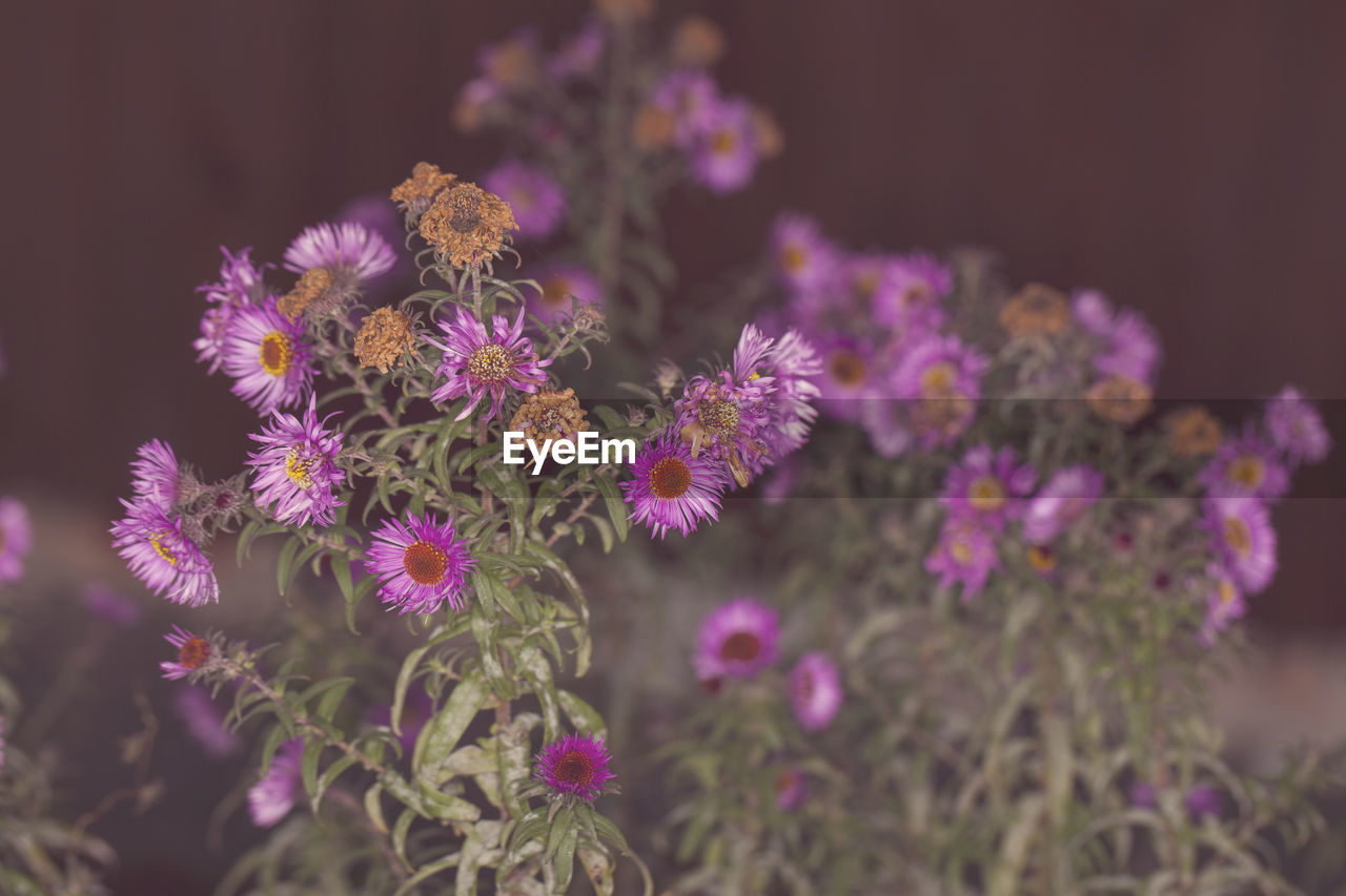 CLOSE-UP OF PURPLE FLOWERING PLANT