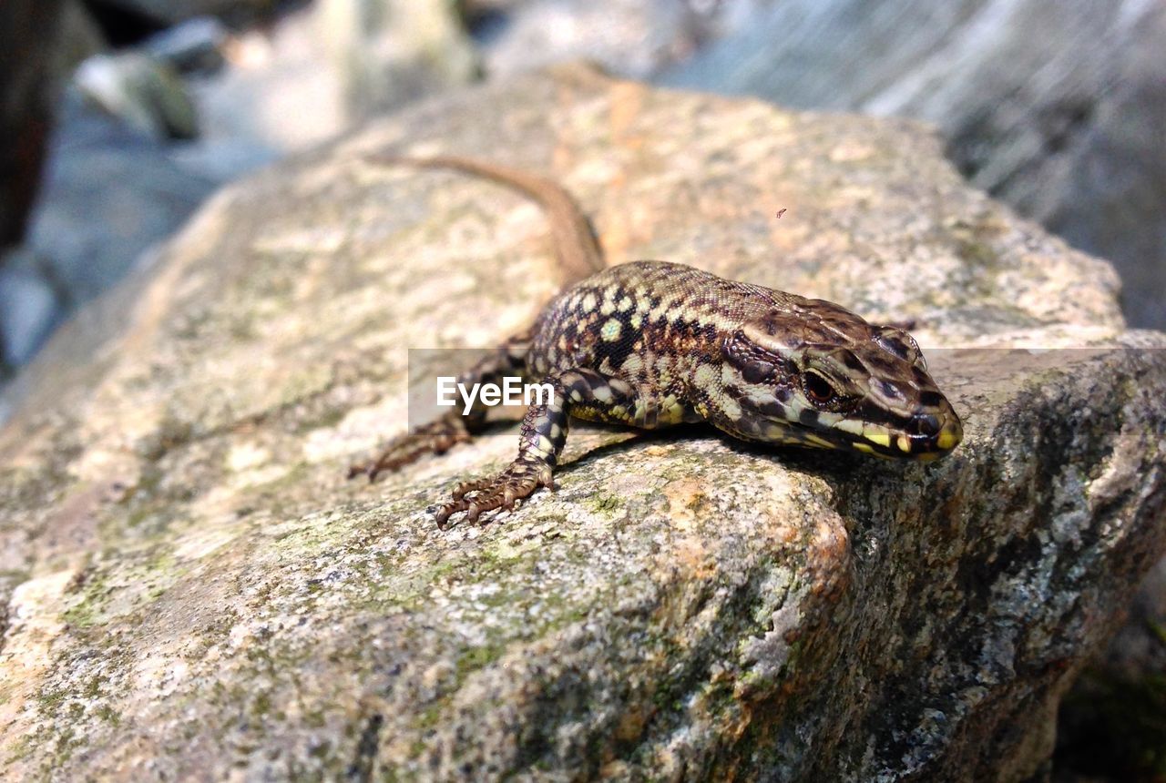 Close-up of lizard on stone