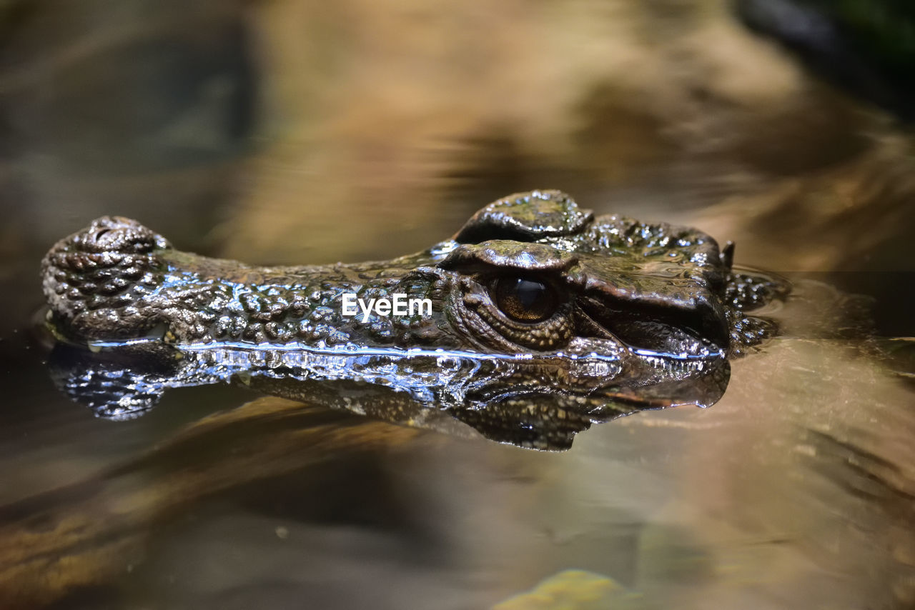 CLOSE-UP OF TURTLE IN LAKE