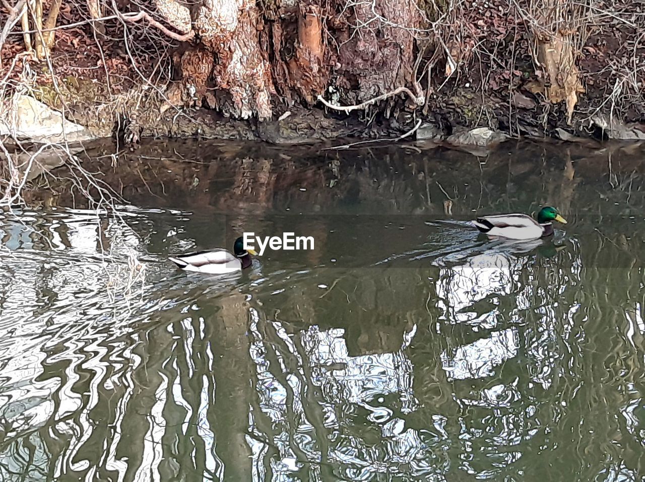 DUCKS SWIMMING IN LAKE