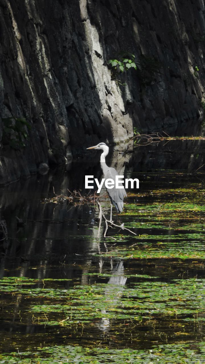 HERON PERCHING ON A LAKE