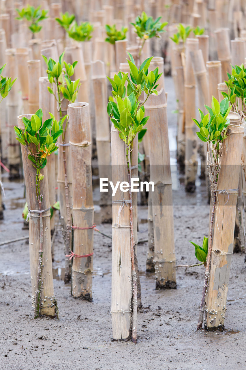 CLOSE-UP OF PLANT GROWING ON FIELD