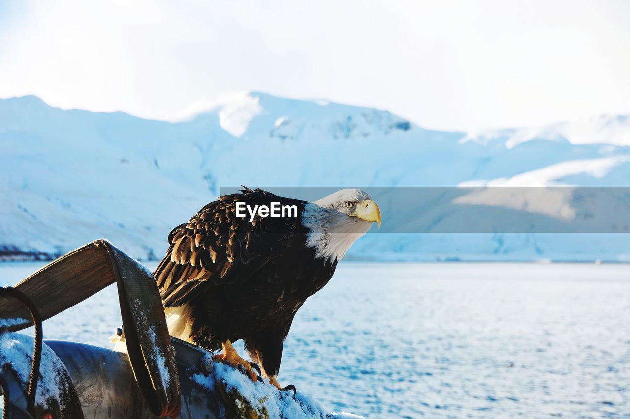 Close-up of eagle perching on snow