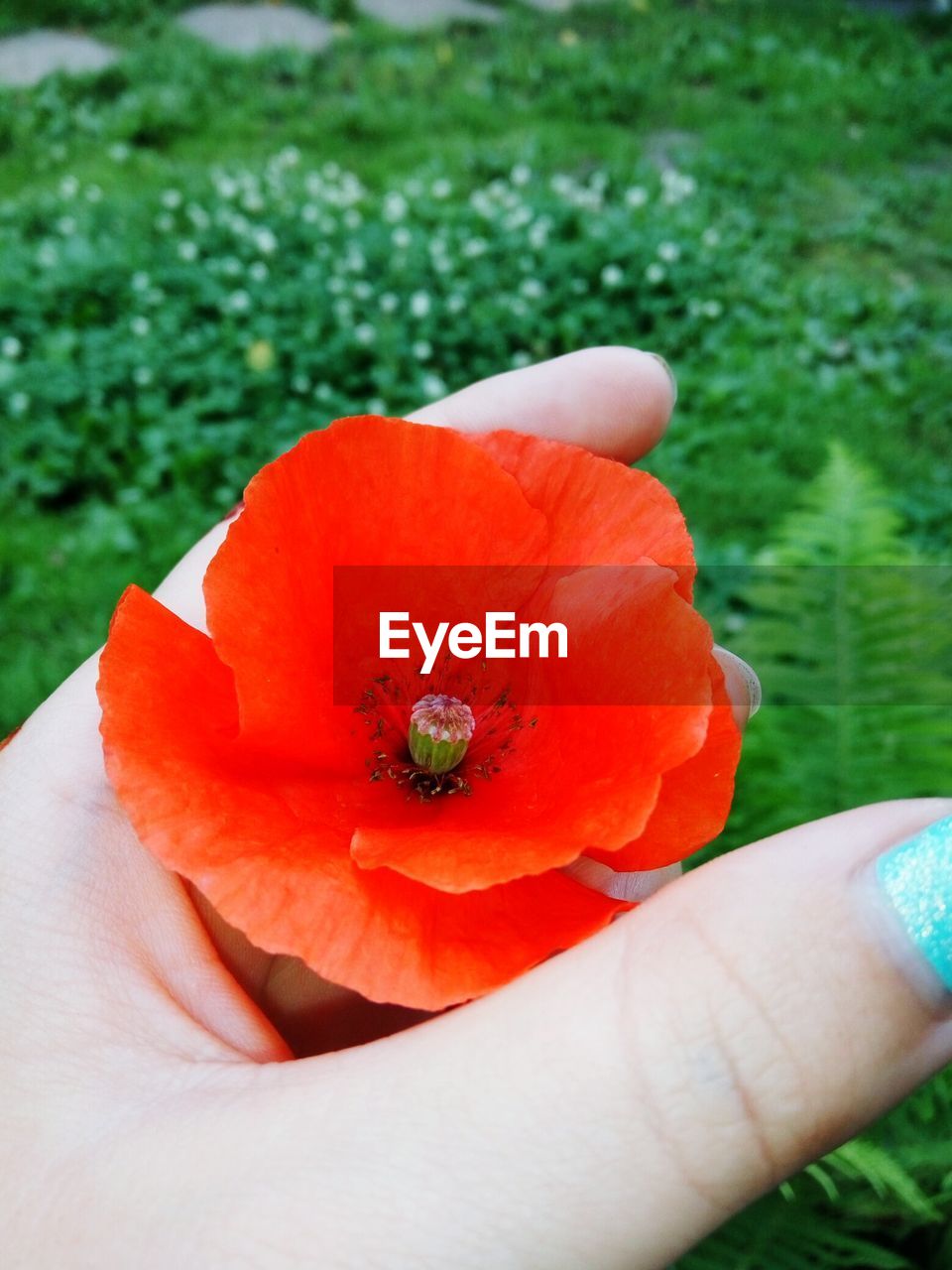 CROPPED IMAGE OF PERSON HOLDING LEAF