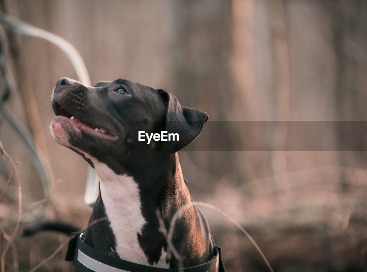 Close-up of a dog looking away