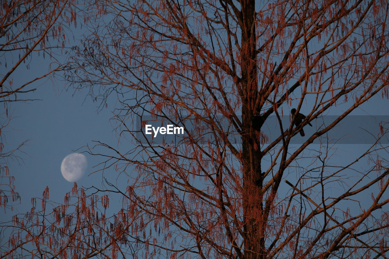 tree, sky, moon, bare tree, plant, branch, low angle view, nature, no people, beauty in nature, night, tranquility, space, full moon, winter, astronomy, outdoors, scenics - nature, leaf, clear sky, dusk, tranquil scene, silhouette, morning