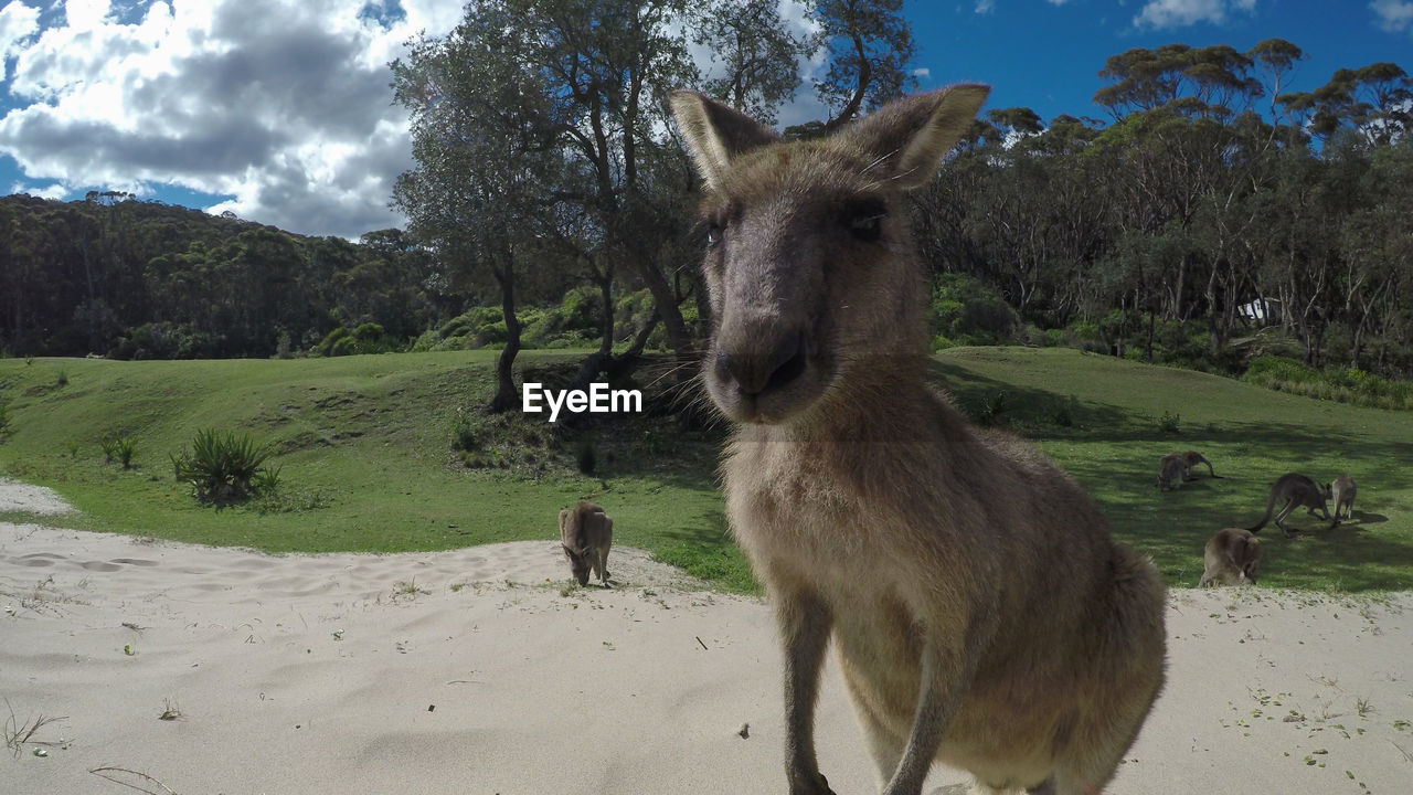 Close-up of kangaroo on sand