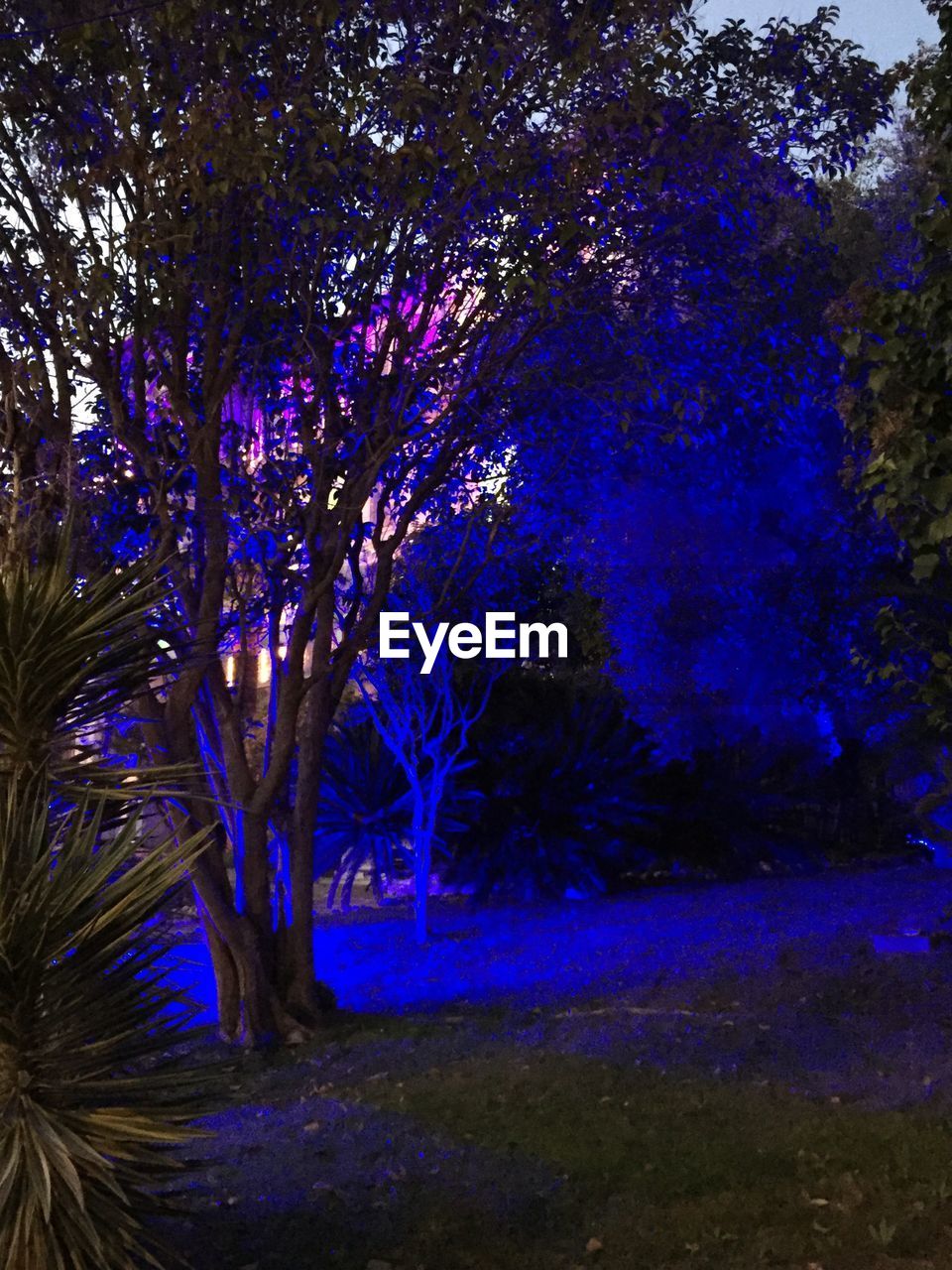 TREES IN NIGHT