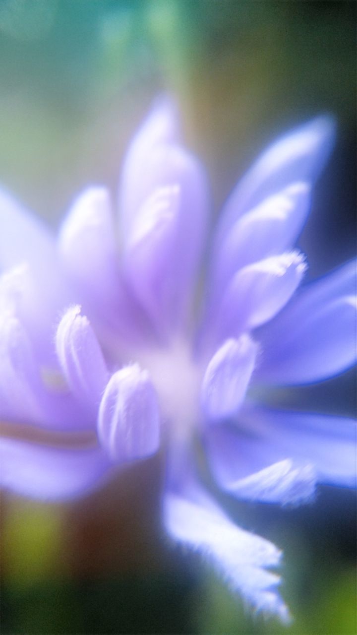 CLOSE-UP OF FLOWER HEAD