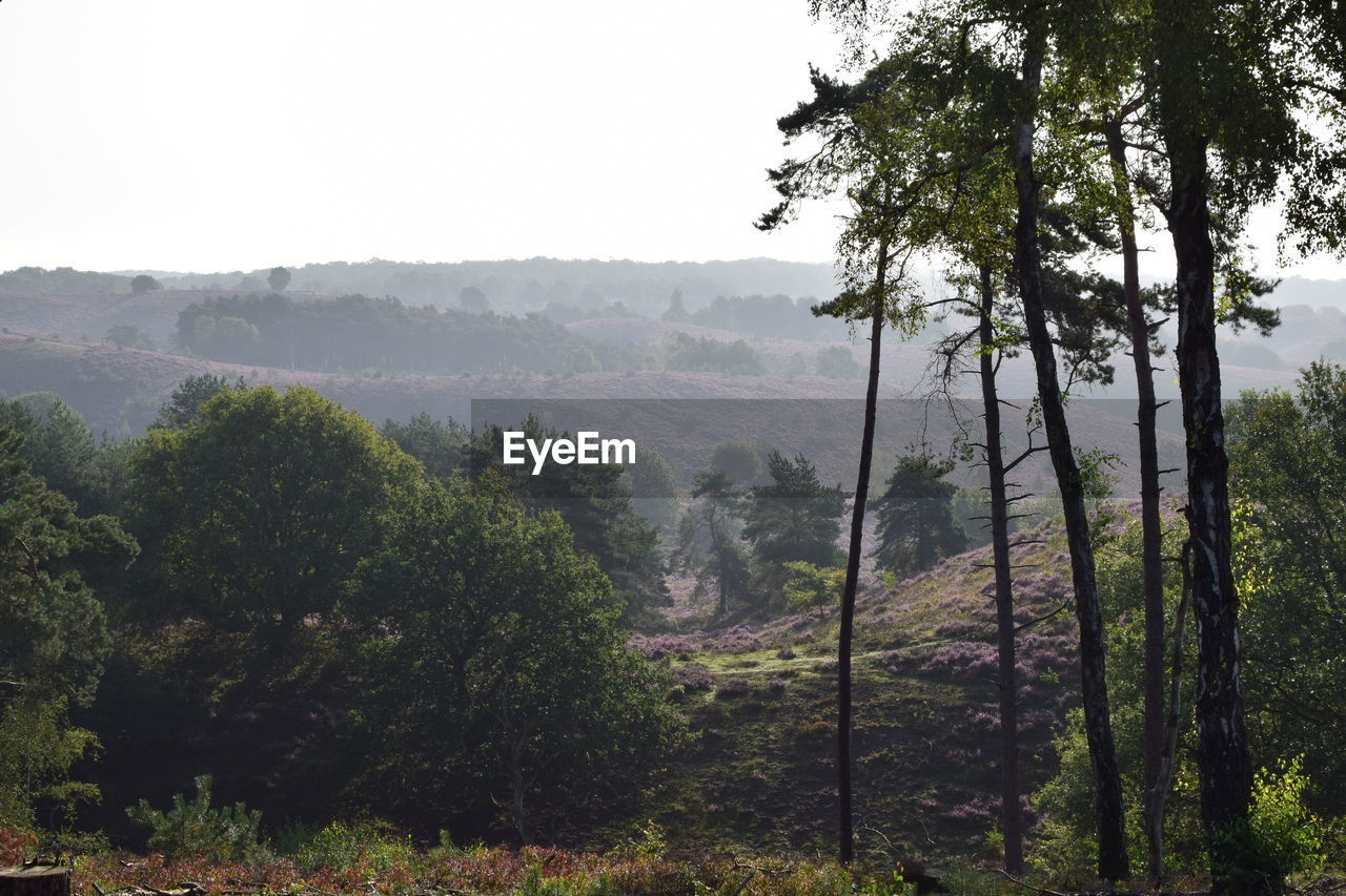 SCENIC VIEW OF TREES AND MOUNTAINS AGAINST SKY