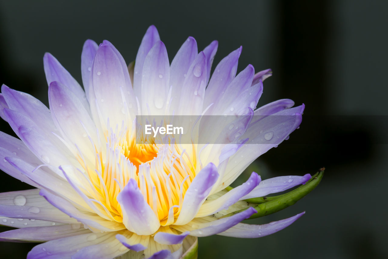 CLOSE-UP OF WATER LILY IN PURPLE LOTUS