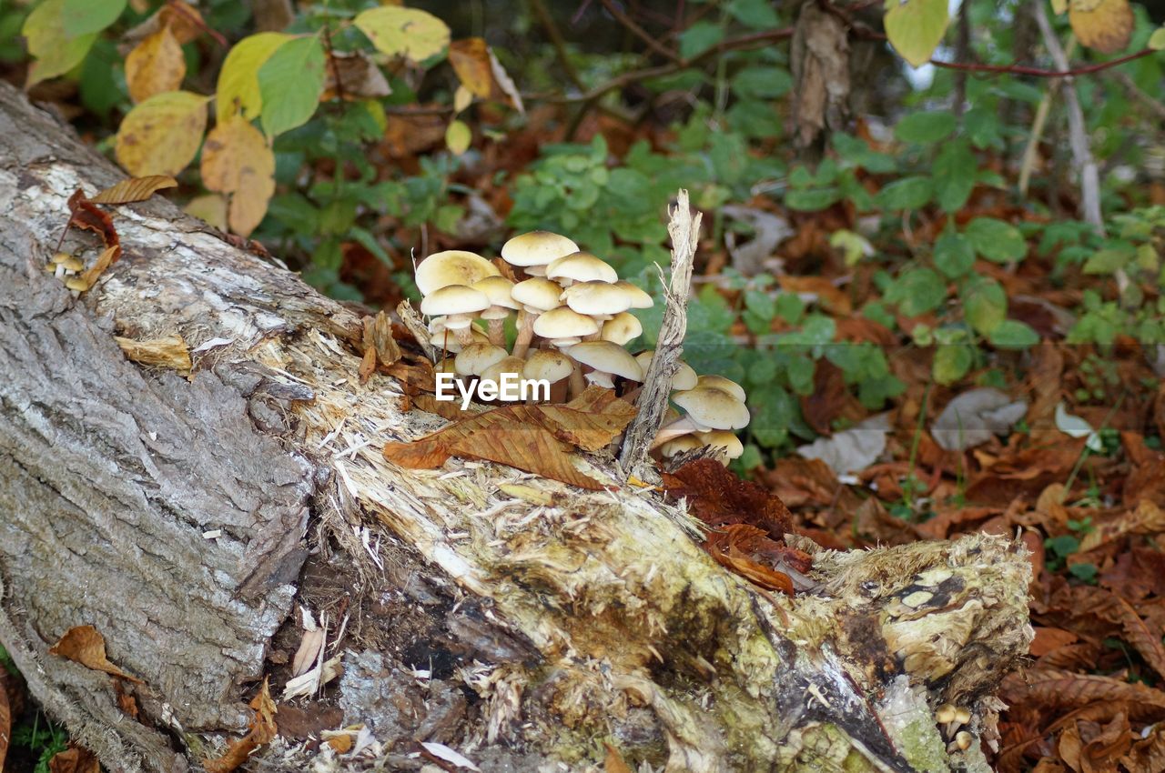 Close-up of mushrooms growing on tree trunk in forest