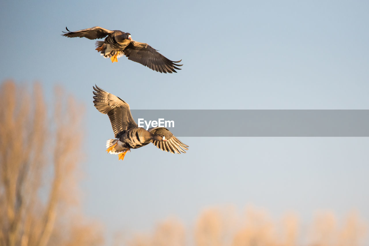 LOW ANGLE VIEW OF EAGLE FLYING