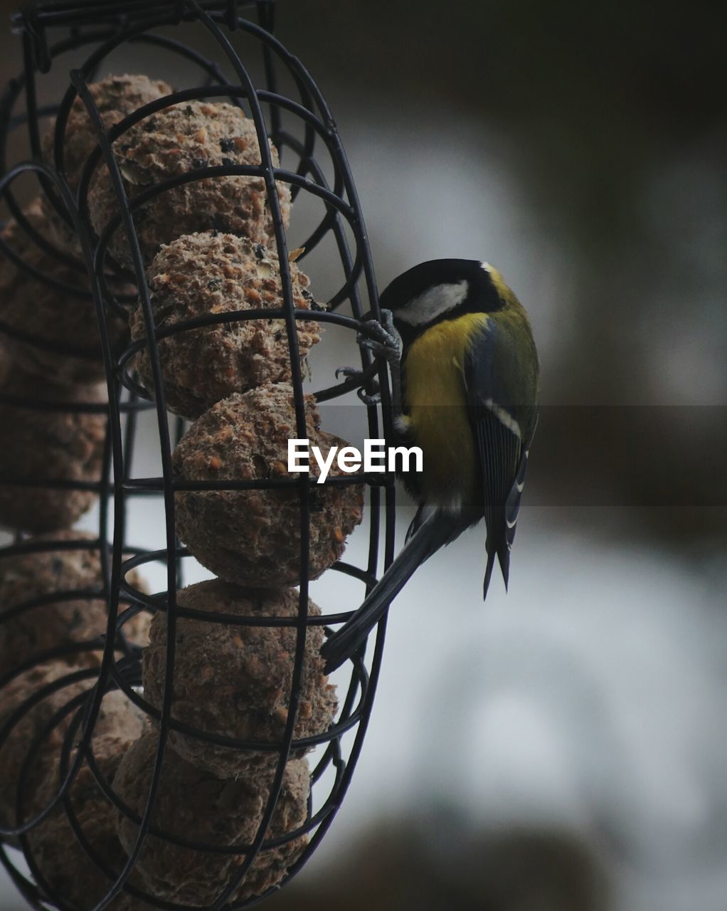 Close-up of great tit perching on bird feeder