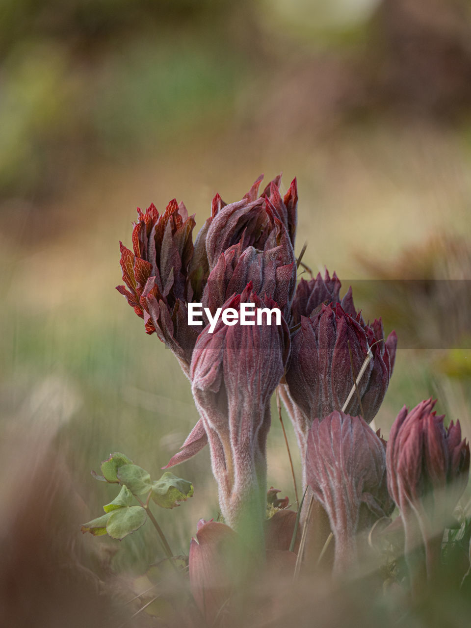 Close-up of wilted flowers on field