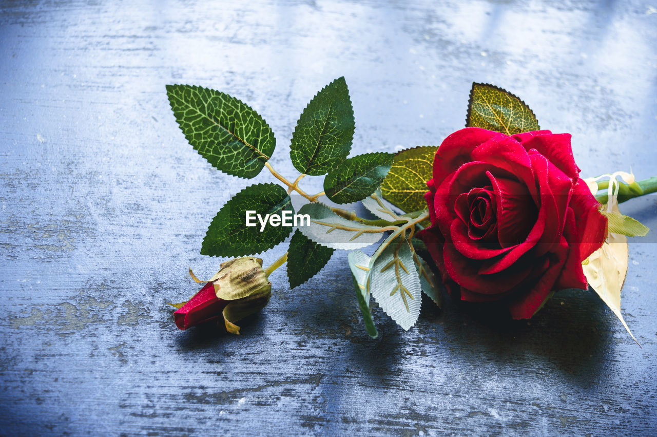 CLOSE-UP OF RED ROSES ON PLANT