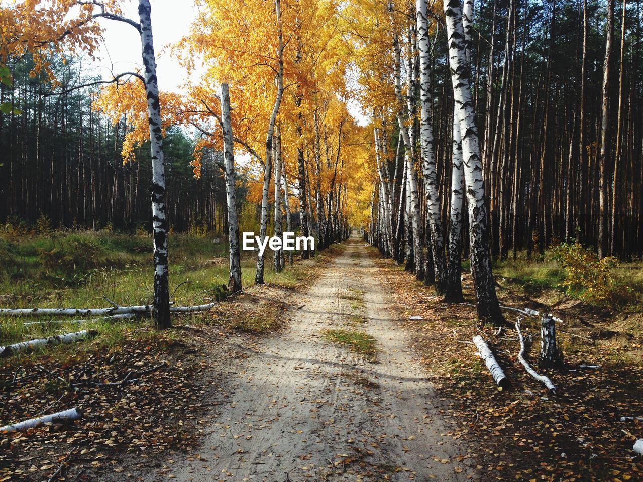 Narrow pathway along trees in forest