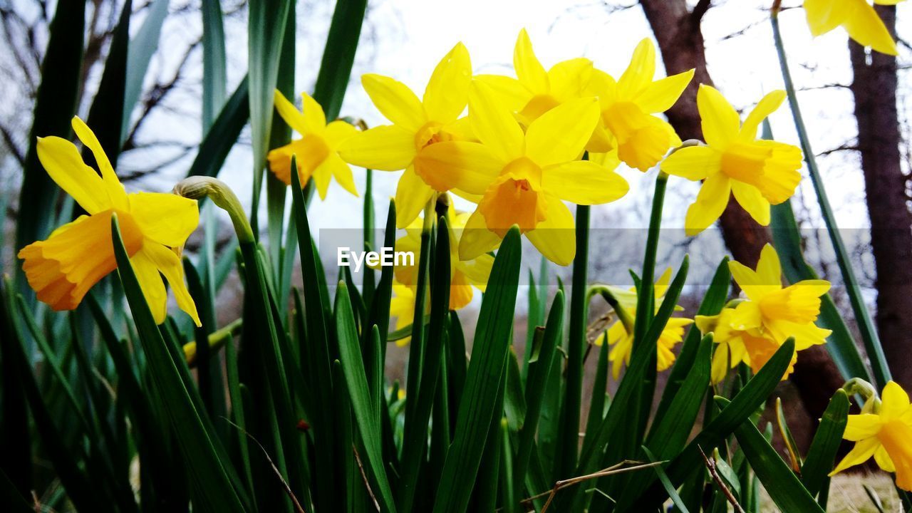 Close-up of yellow daffodil flowers in garden