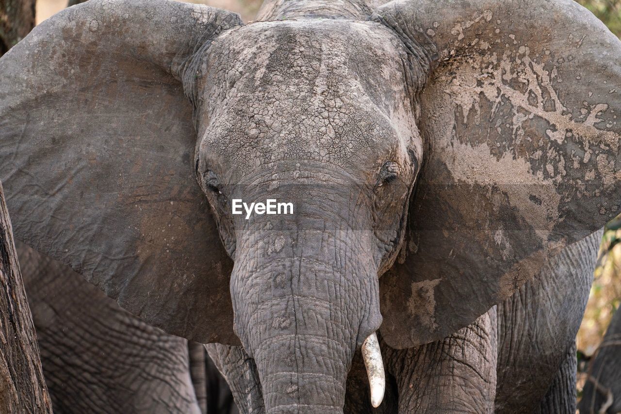 CLOSE-UP OF ELEPHANT IN ANIMAL