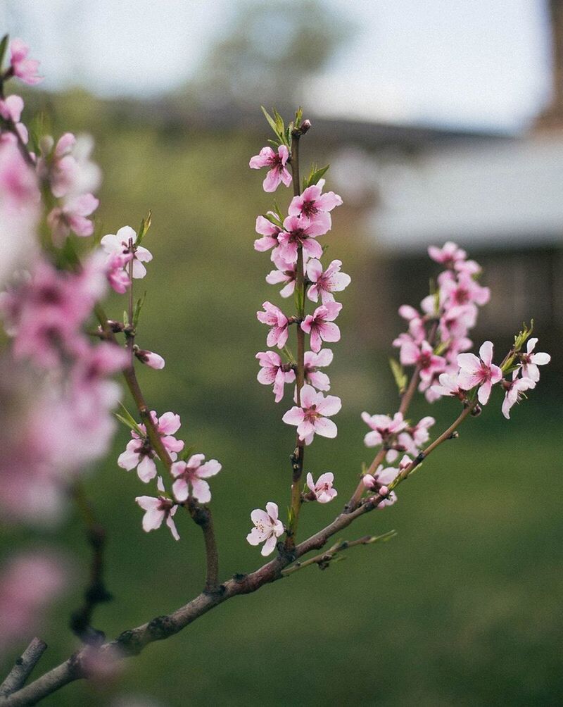 CLOSE-UP OF PINK FLOWERS