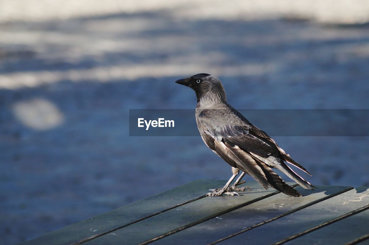 Close-up of bird perching on wood against lake