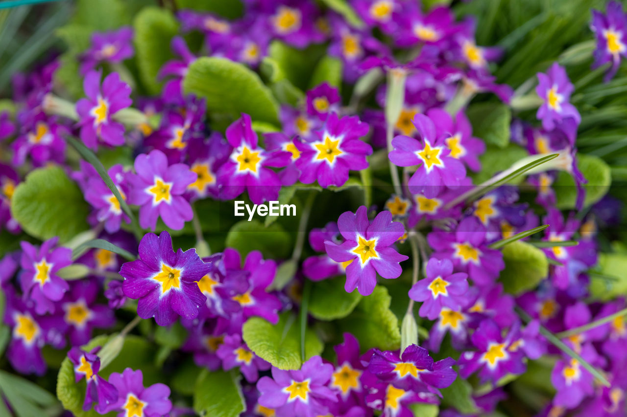 Close-up of purple flowering plants