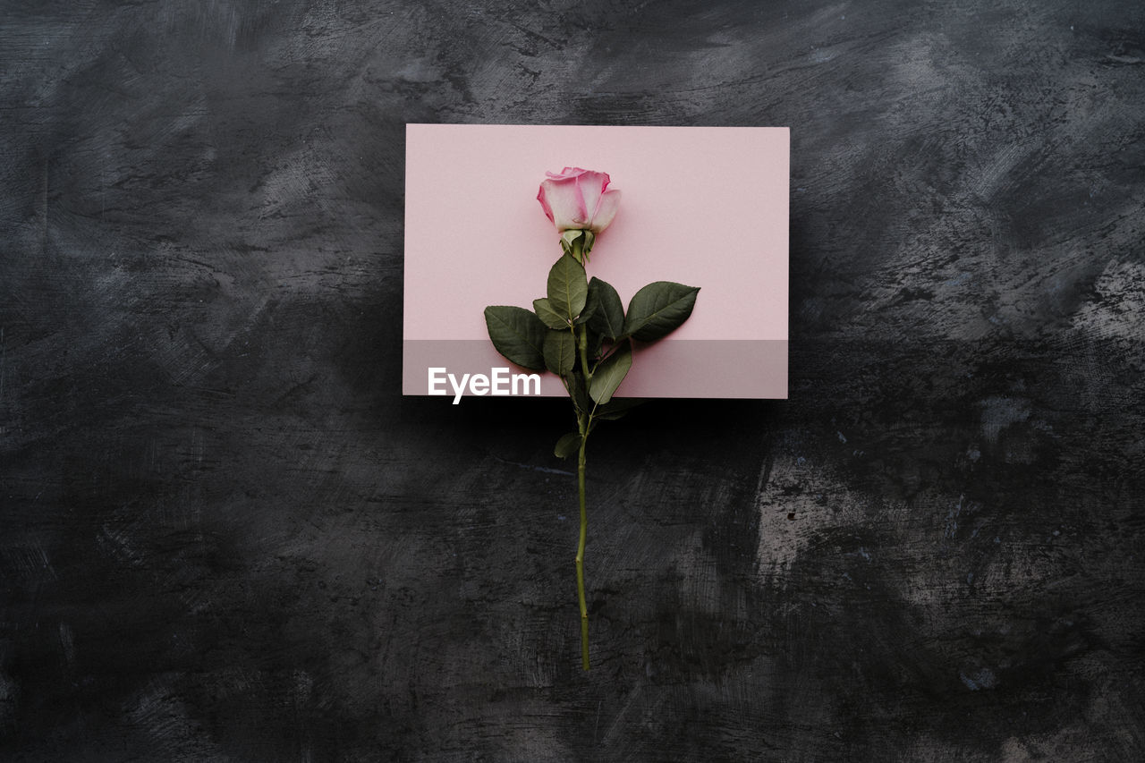 Directly above shot of rose and paper on table