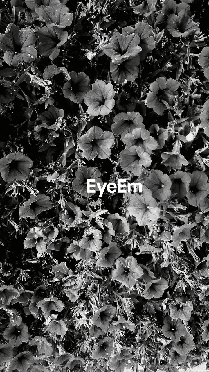 Full frame shot of flowering plants