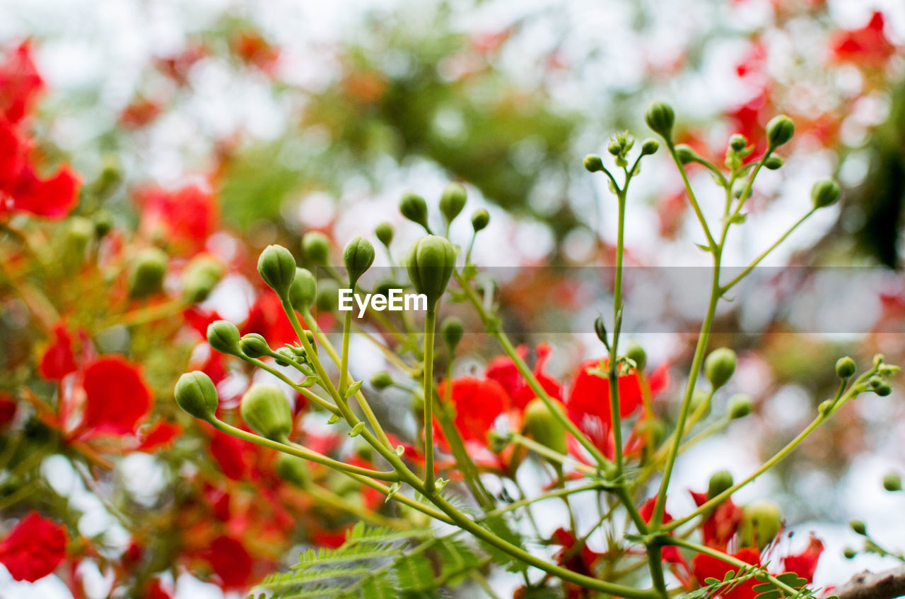 Close-up of red flowering plants