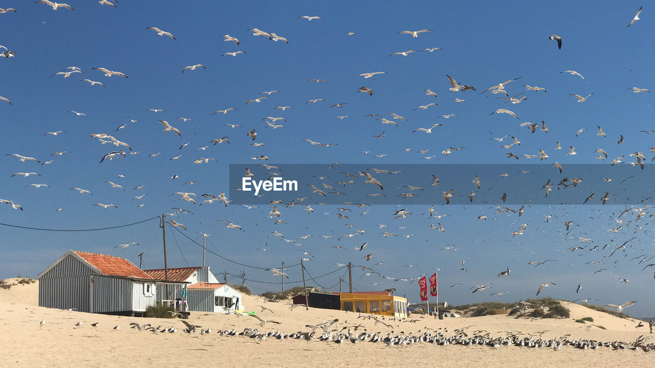 FLOCK OF BIRDS FLYING OVER THE SKY