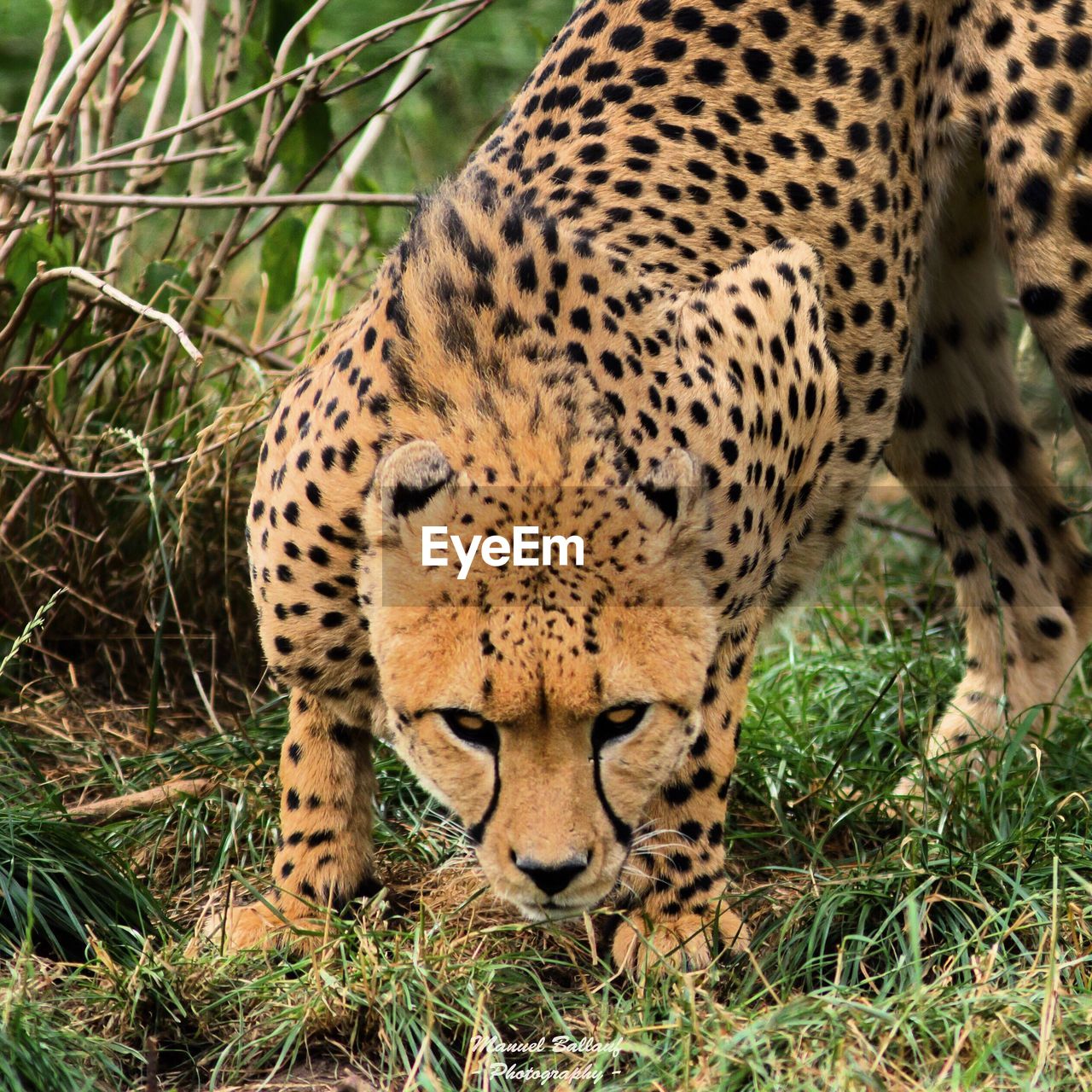 Portrait of cheetah on grassy field