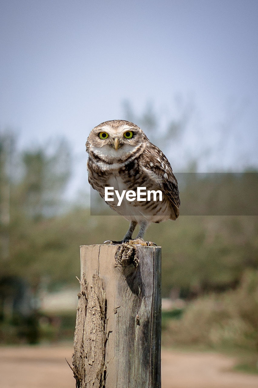 Close-up portrait of owl perching on wooden post