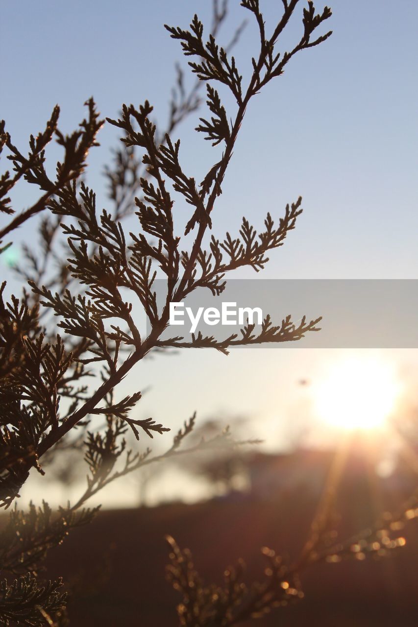 CLOSE-UP OF PLANT AGAINST SUNSET