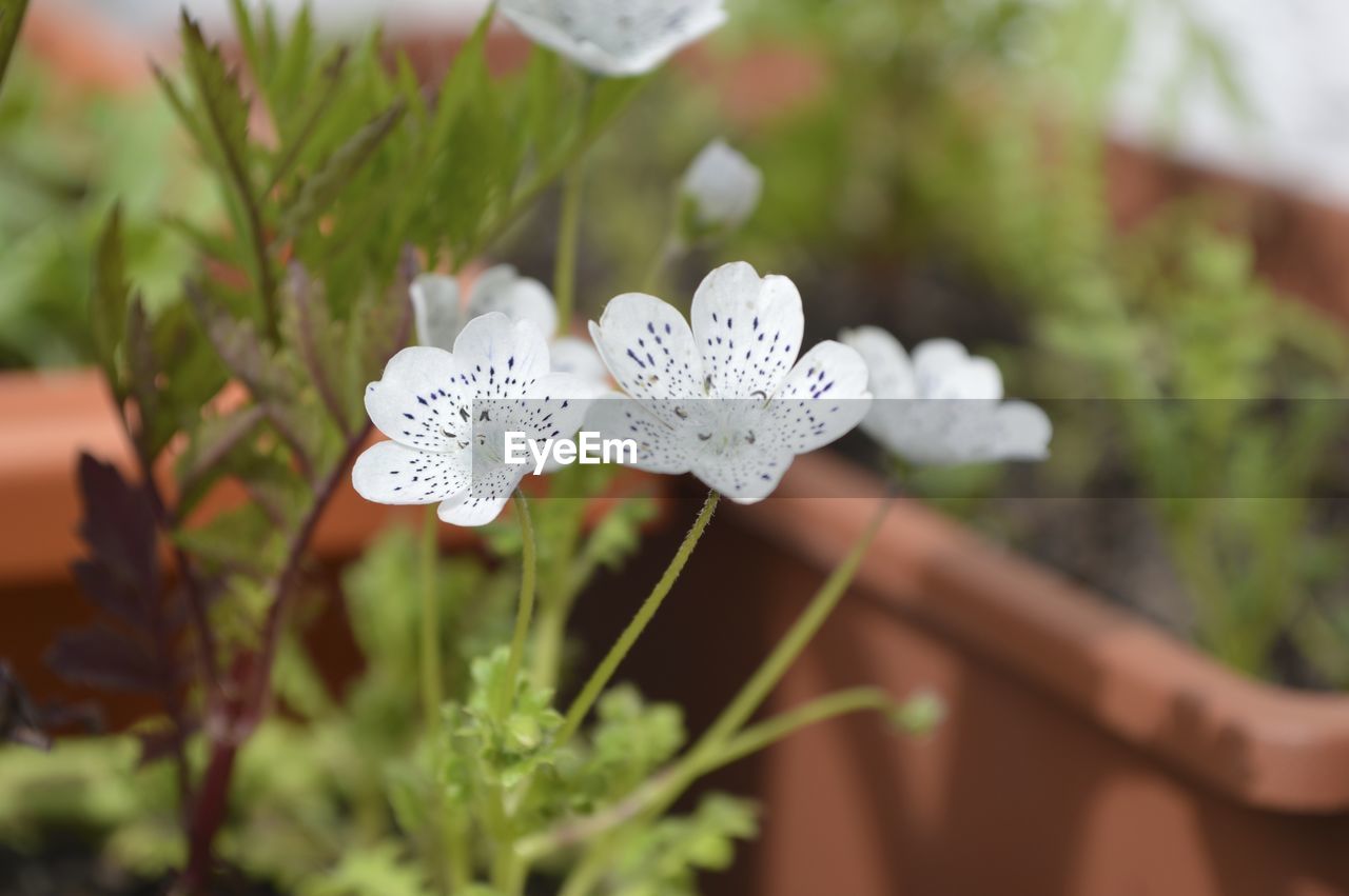 CLOSE-UP OF WHITE FLOWERS BLOOMING OUTDOORS