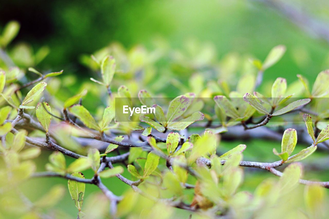 CLOSE-UP OF INSECT ON PLANT AGAINST TREE