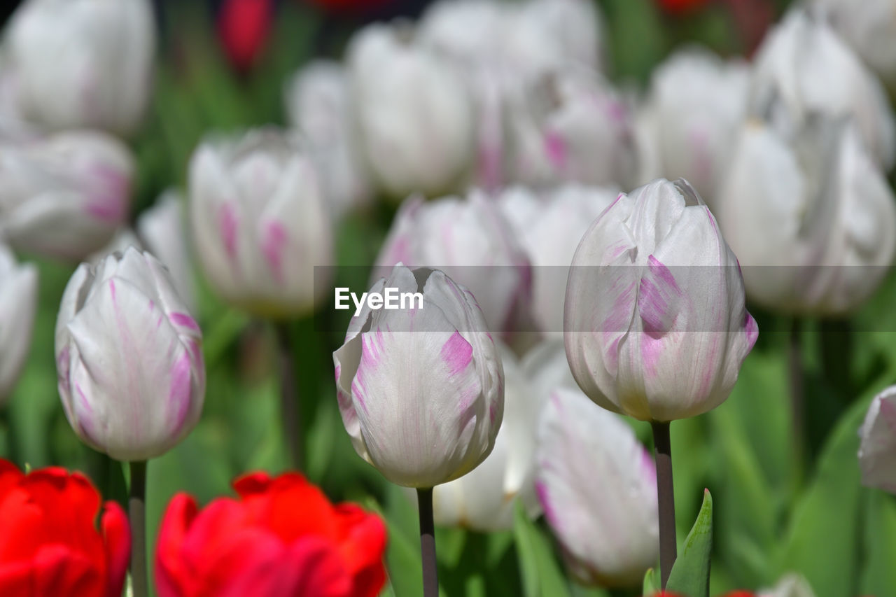 flower, flowering plant, plant, freshness, beauty in nature, tulip, close-up, petal, nature, fragility, flower head, inflorescence, springtime, no people, growth, pink, flowerbed, blossom, purple, focus on foreground, selective focus, outdoors, plant bulb, botany, green, leaf, plant part, garden, multi colored, ornamental garden, day, bud