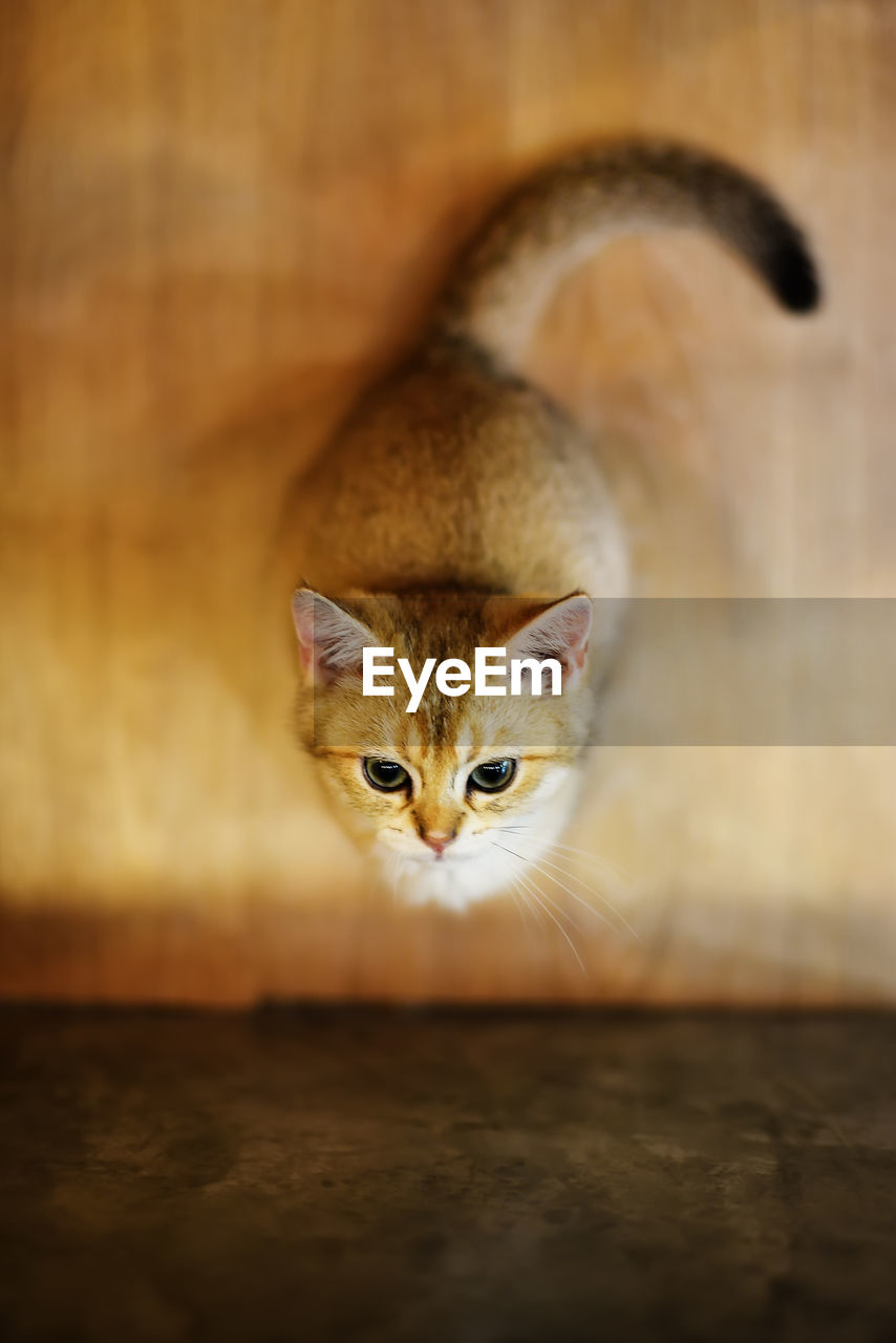 Portrait of cat relaxing on floor