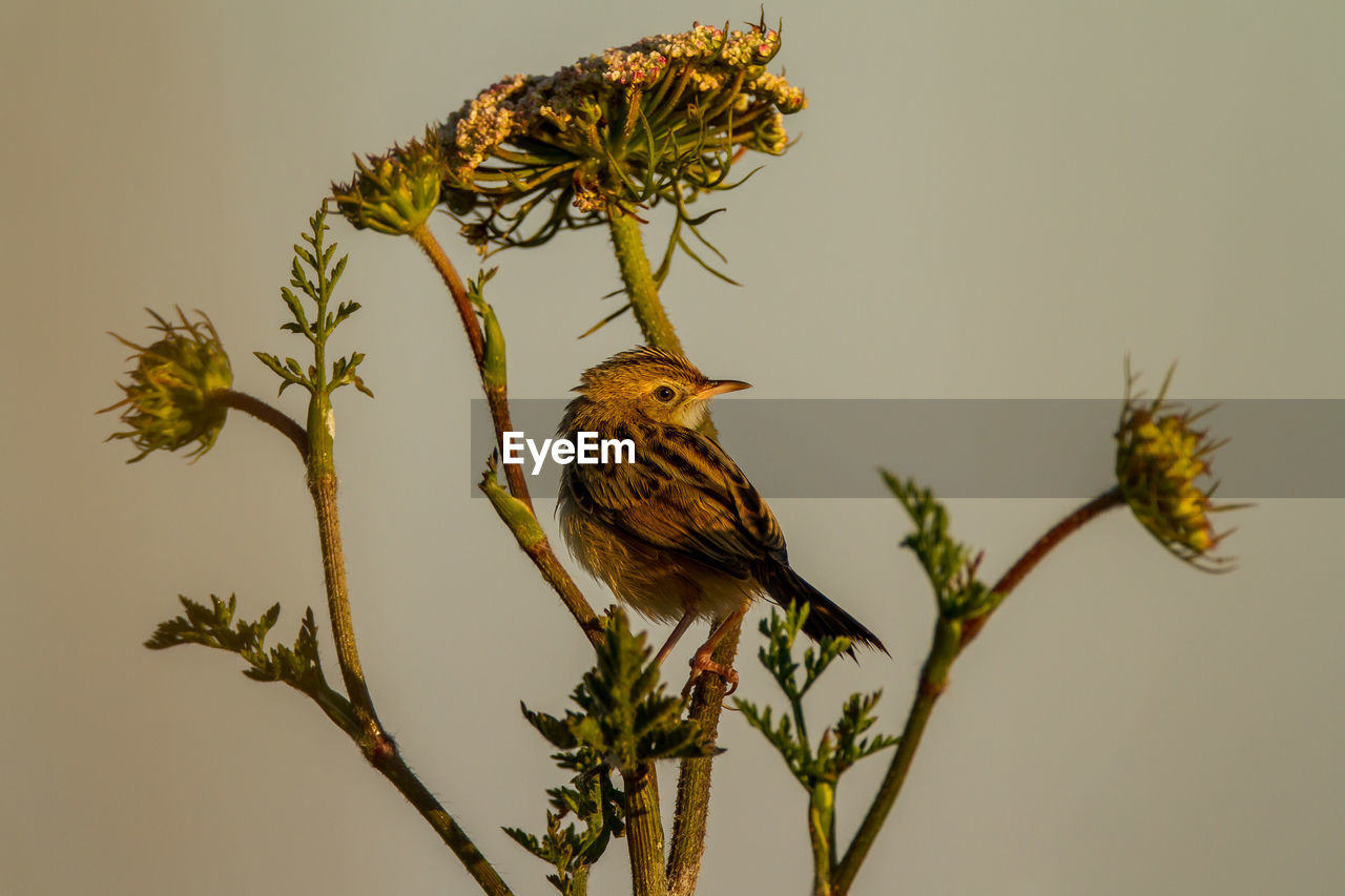 CLOSE-UP OF A BIRD PERCHING ON PLANT