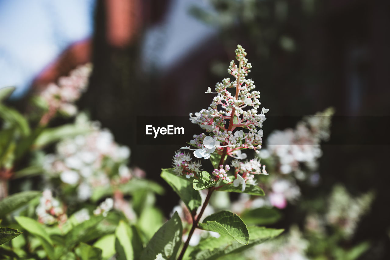 plant, flower, flowering plant, nature, beauty in nature, freshness, blossom, growth, close-up, plant part, leaf, no people, outdoors, selective focus, botany, day, fragility, focus on foreground, macro photography, tree, flower head, sunlight, springtime, food and drink, spring, white, food, inflorescence, summer, branch, green, lilac