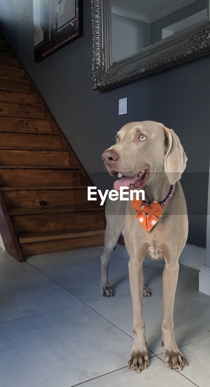 pet, one animal, animal themes, animal, dog, canine, mammal, domestic animals, weimaraner, indoors, no people, puppy, full length, sticking out tongue, architecture, looking, facial expression