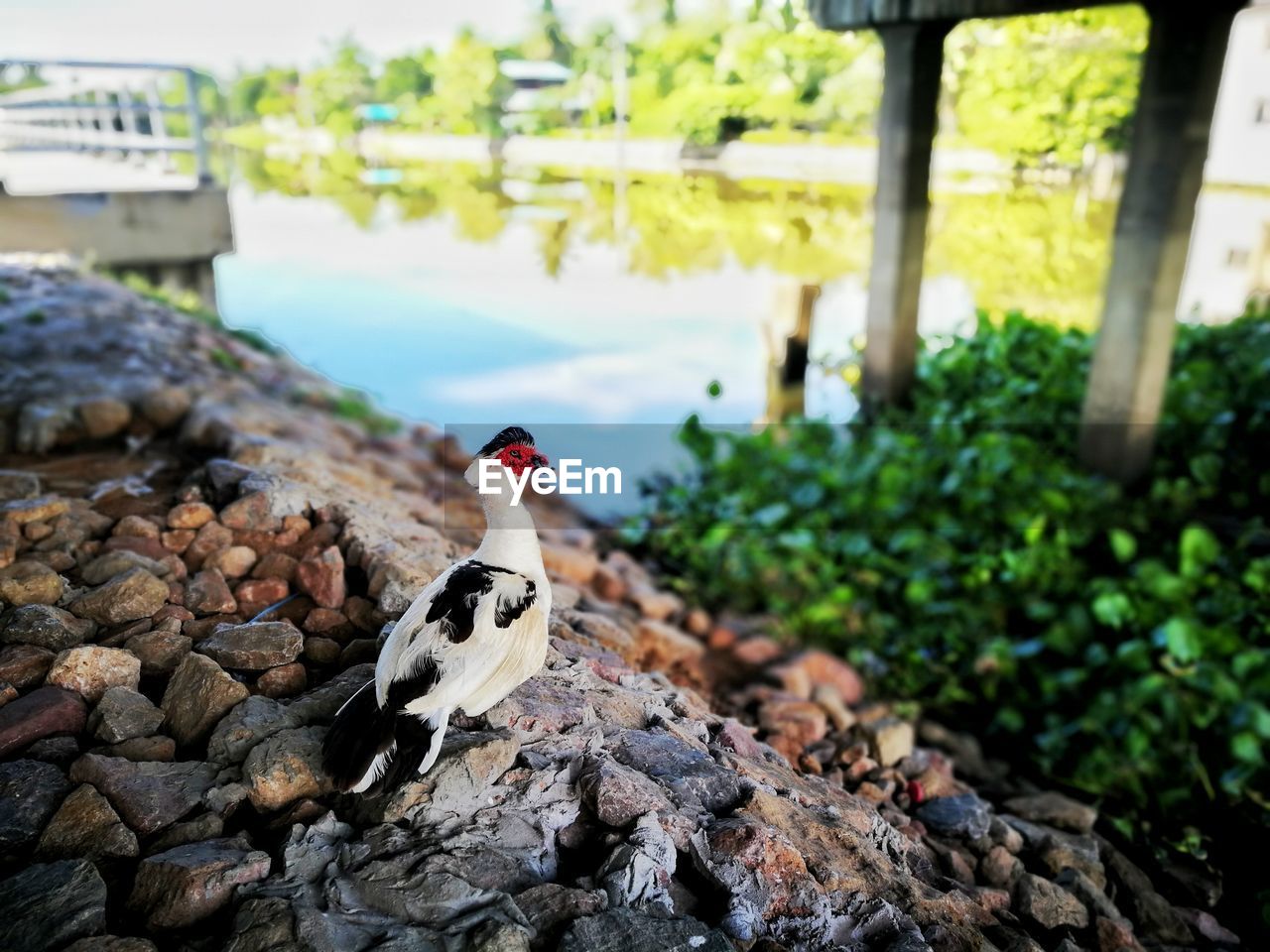Close-up of bird perching on rock